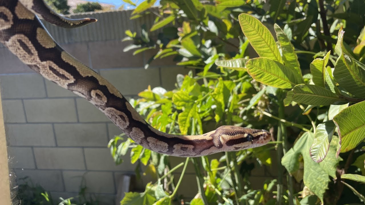 الأفعى الكروية | Ball Python