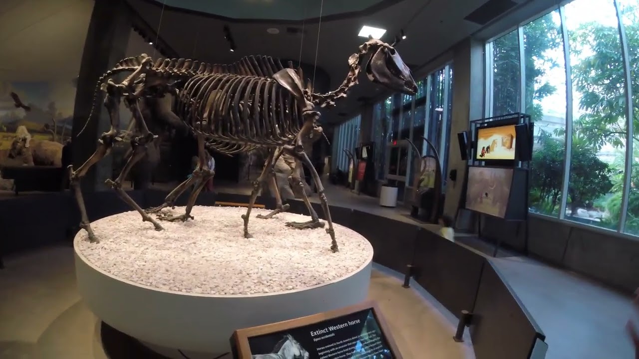 late pleistocene megafauna la brae @neolithicarch