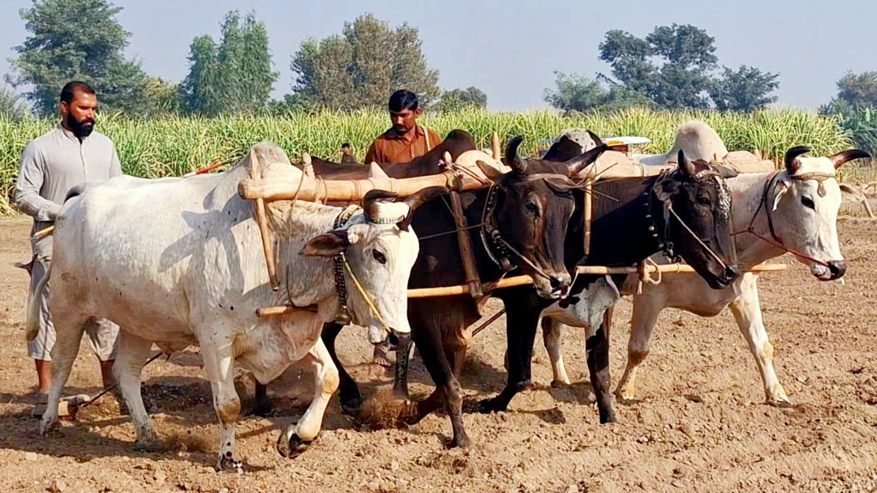 Four pairs of bulls levelling the field | Bull powered field ploughing | Traditional punjab