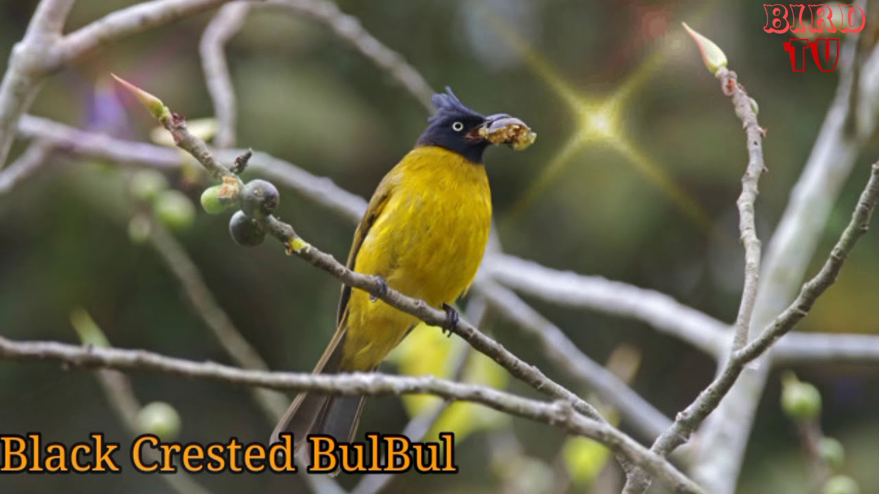 Black Crested Bulbul Call And Song - Bird TV