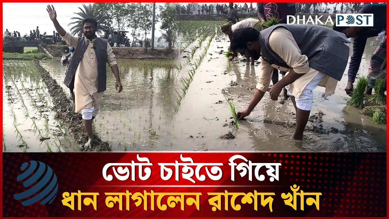 কৃষকদের কাছে ভোট চাইতে গিয়ে ধান লাগালেন রাশেদ খাঁন | Rashed Khan | Dhakapost News