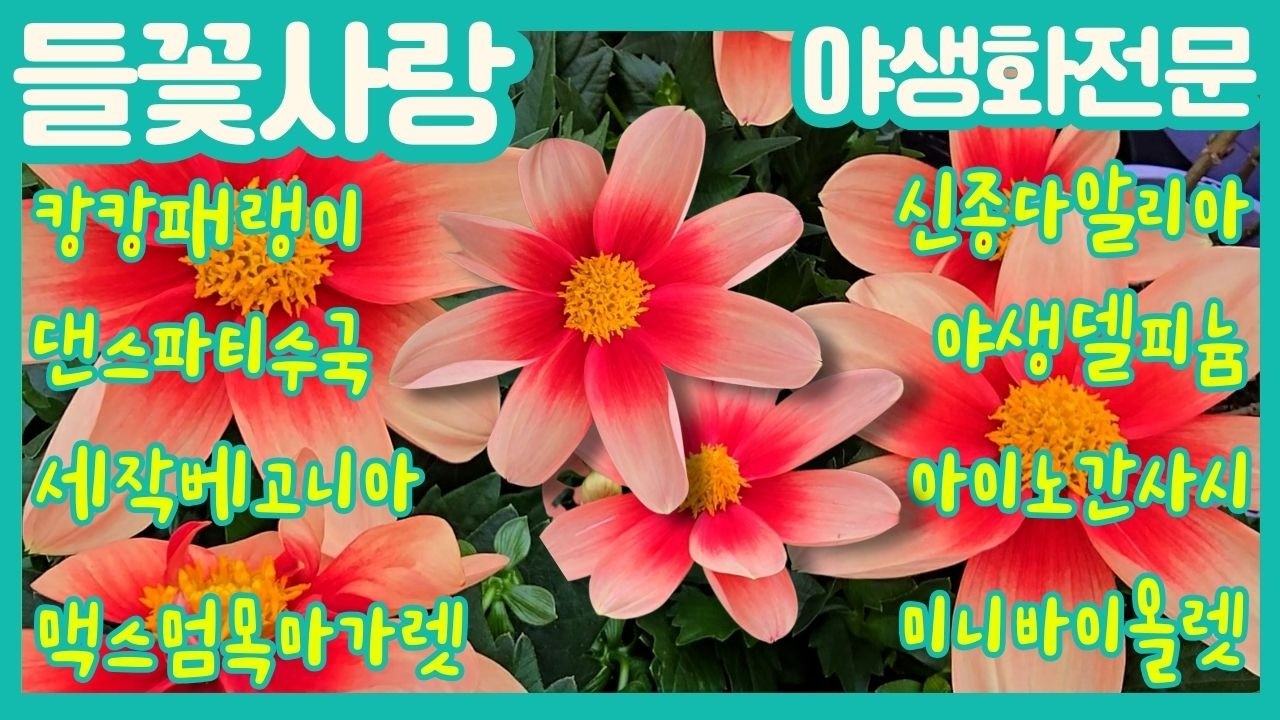 🌸들꽃사랑 3월6일 #신종다알리아 #아이노간사시 #미니바이올렛 #야생델피늄 #댄스파티 #캉캉패랭이 #세작베고니아 #장미베고니아 #맥스멈목마가렛 #겹백일홍 #일일초#gardening