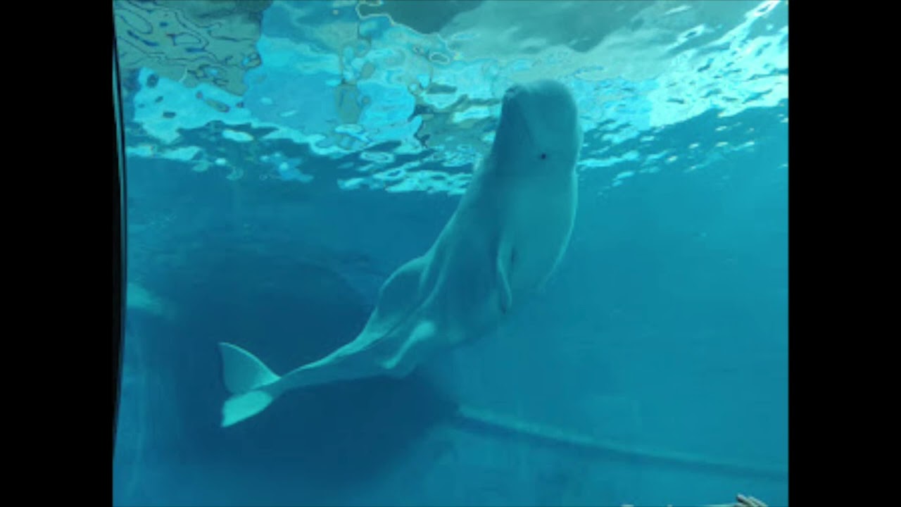 Calling on Whale Friends (an underwater tune)