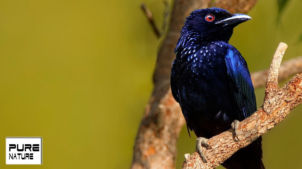 Bird Sounds - Mix bird sound sleep & deep rest