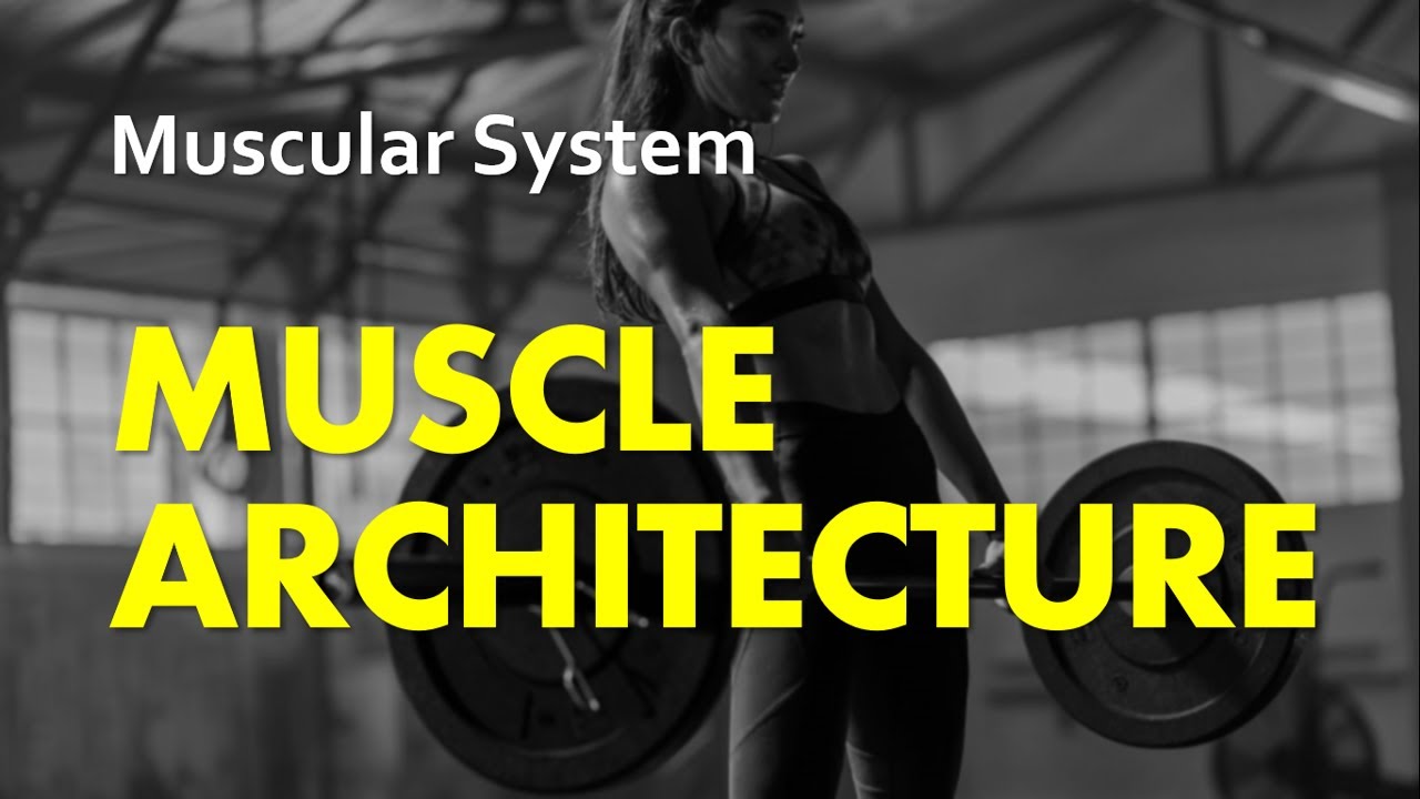 Muscle Architecture | Muscular System 15 | Anatomy & Physiology