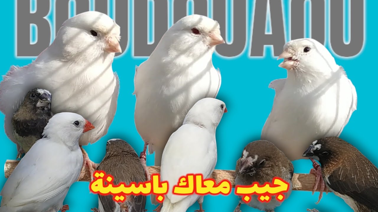 هل تستطيع اختيار أجمل طائر في السوق؟
