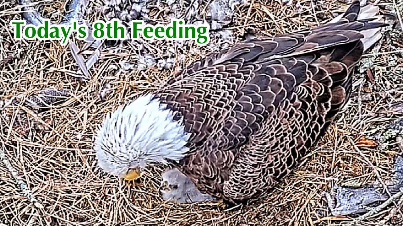 #95🦅🐥10°🥚／Duke Farms Eagle Nest 2026／Duke Mom💗Duke Dad／by Duke  Farms