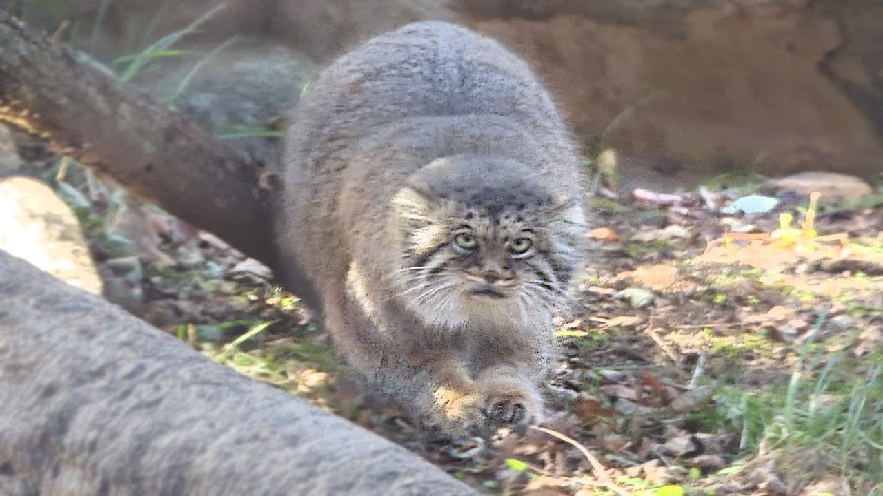 [Кот Манул] Я наблюдал за Полли целый день