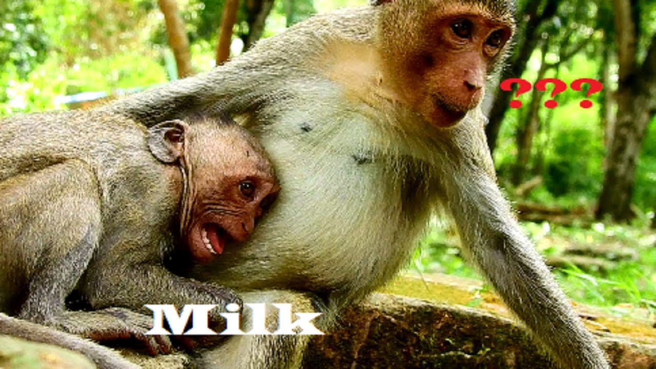 Six Around Convulsive !!! Julina crying terrify cos mum not breastfeed, Big baby very tricky