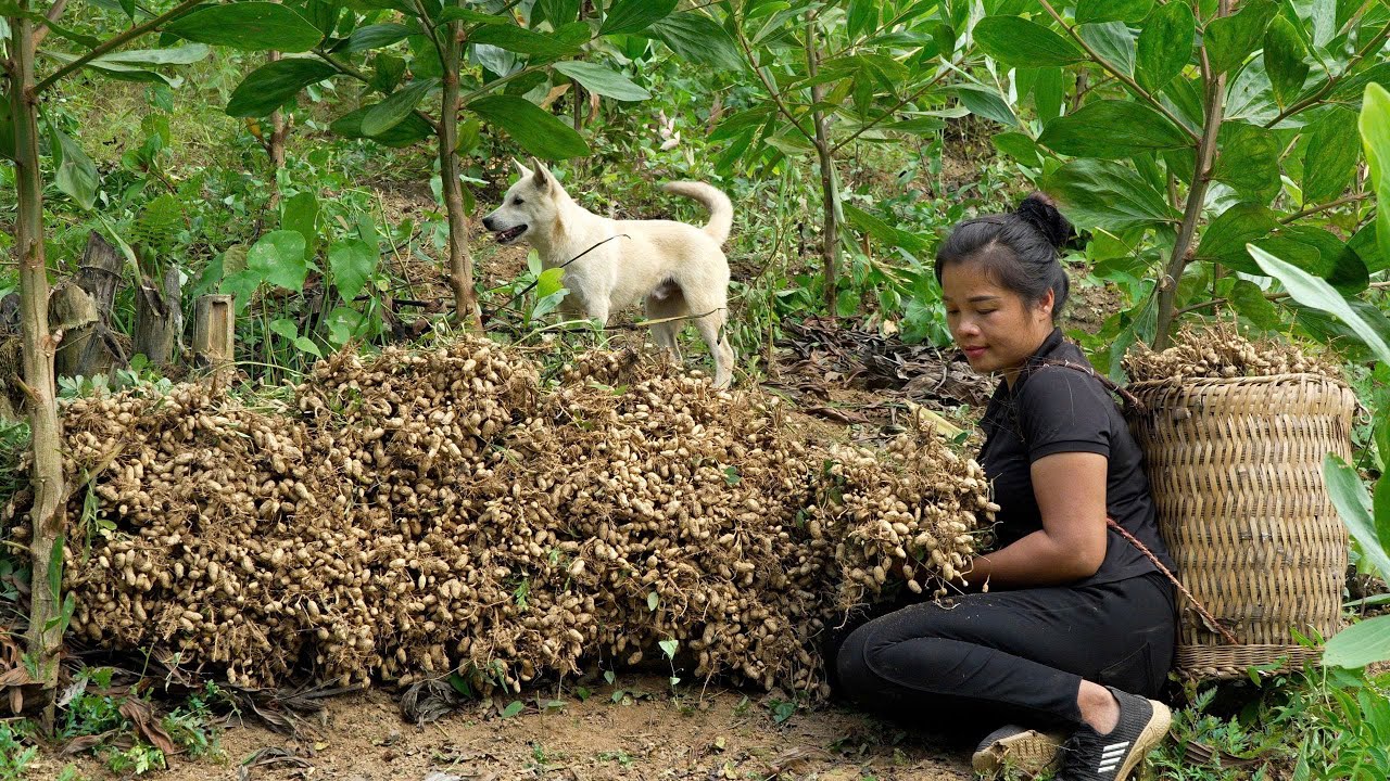 CEO Quits the City to Harvest Peanuts &ndash; Simple Way of Selling That Amazes the Whole Market!