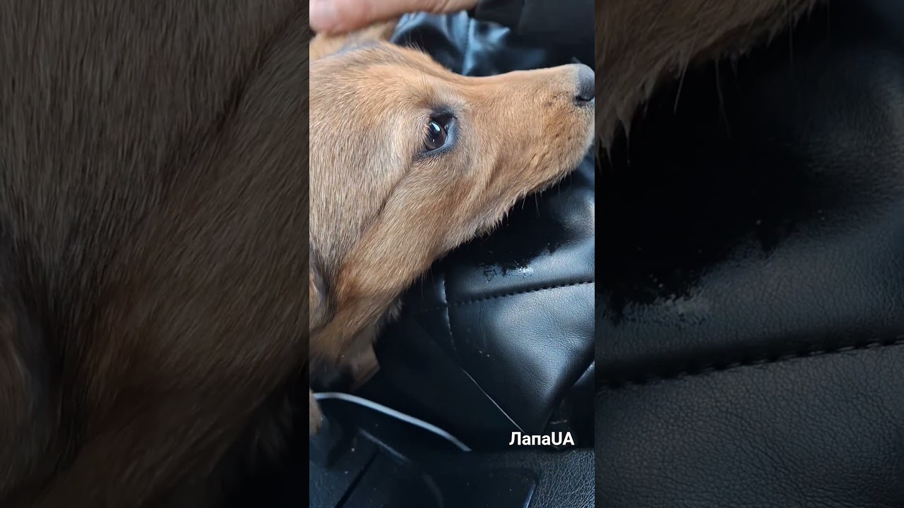 Гіта🐕 поїхала в сім'ю 🏡