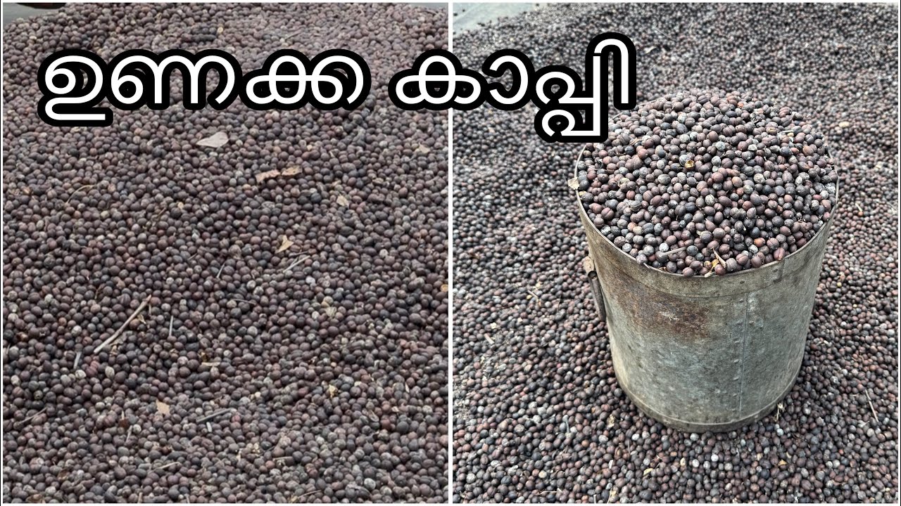 ഉണക്ക കാപ്പി ഇങ്ങനെയാണ്  ഞങ്ങൾ സ്റ്റോക്ക്ചെയ്യുന്നത് 😊