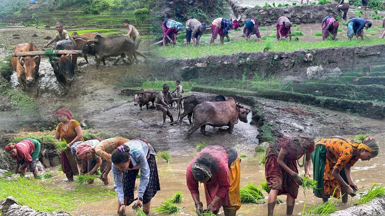 Most Relaxing Nepal Mountain Village || Paddy Farming in Nepal || Living with Beautiful Nature