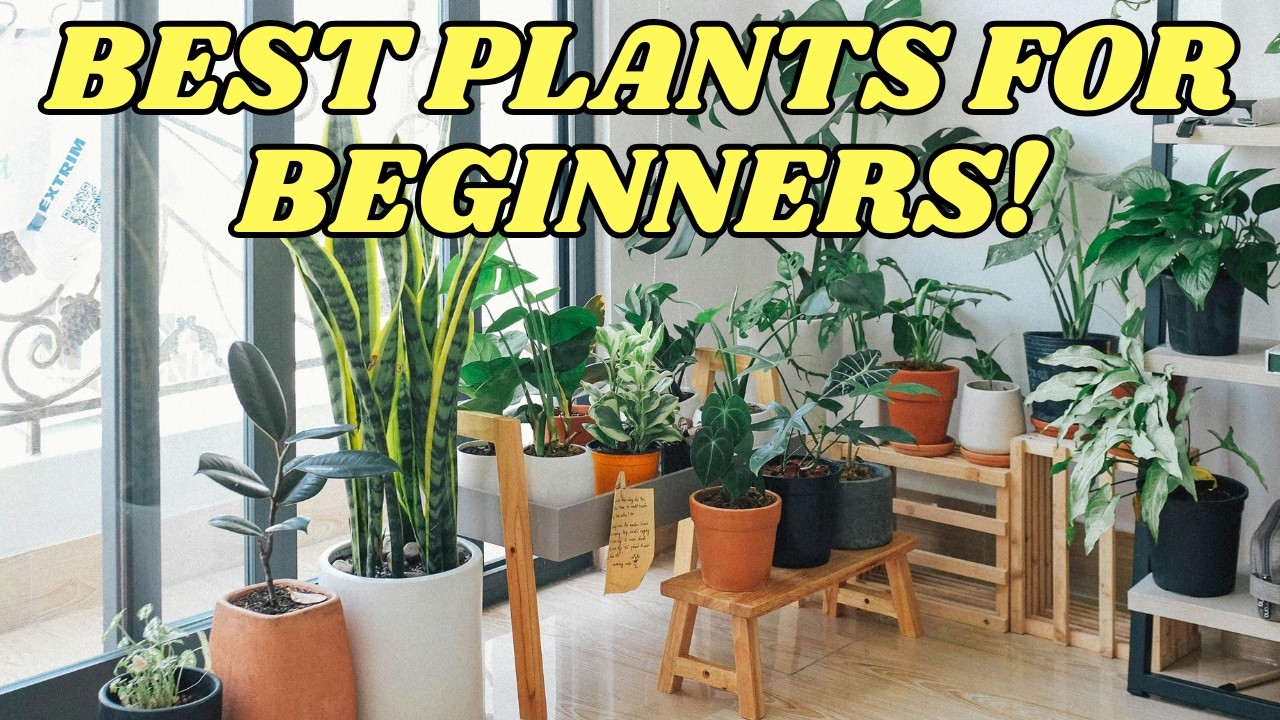 Top 5 BEST Beginner Friendly Houseplants In 2026!