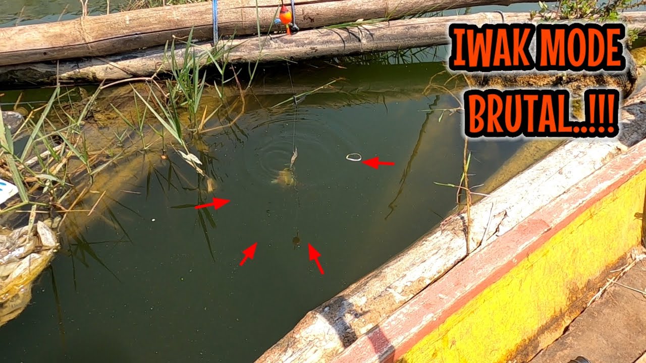 IKAN AGRESIF‼️UMPAN BELUM NYENTUH AIR UDAH DI SAMBER || mancing ikan red devil NAHOL MANIA