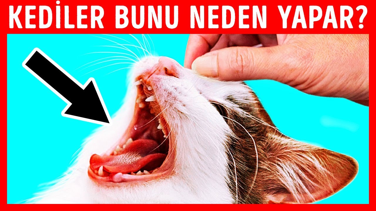 Eğer Burnunu Okşadığınızda Kediniz Esniyorsa Bu Sizi Sevdiği Anlamına Gelir!