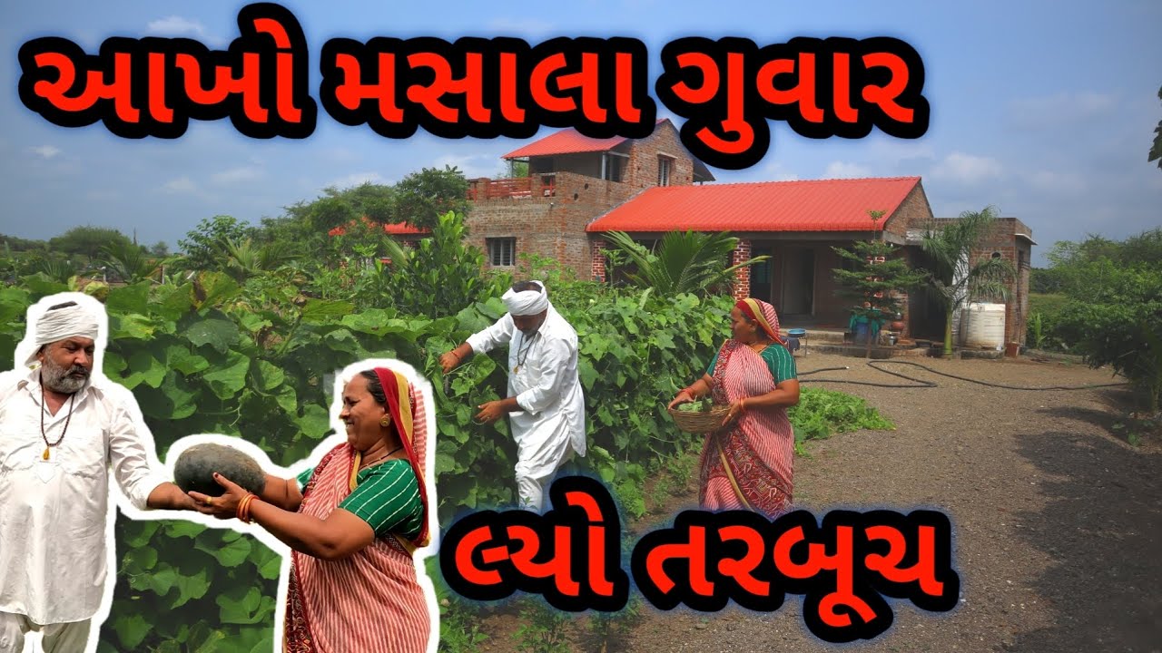 આખો મસાલા ગુવાર | વાડી માં પાકેલા તરબૂચ | 