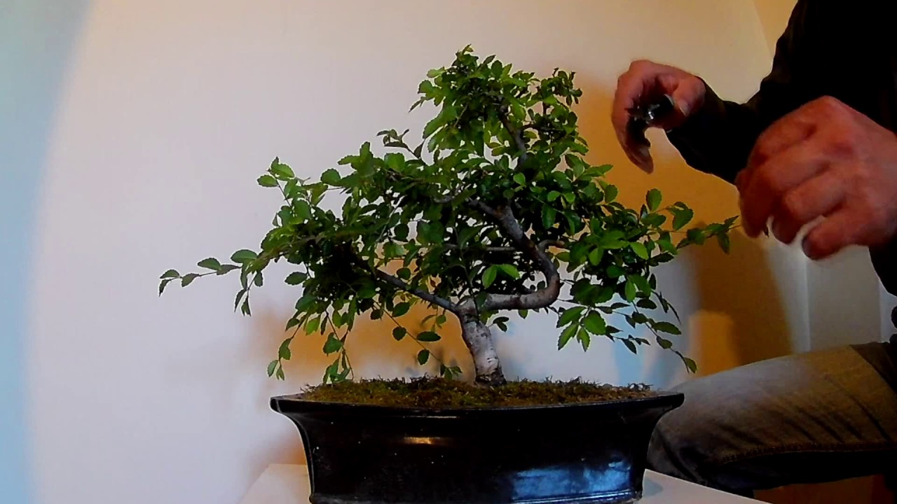 Ulmus parvifolia bonsai (tăiere de &icirc;ntreţinere)