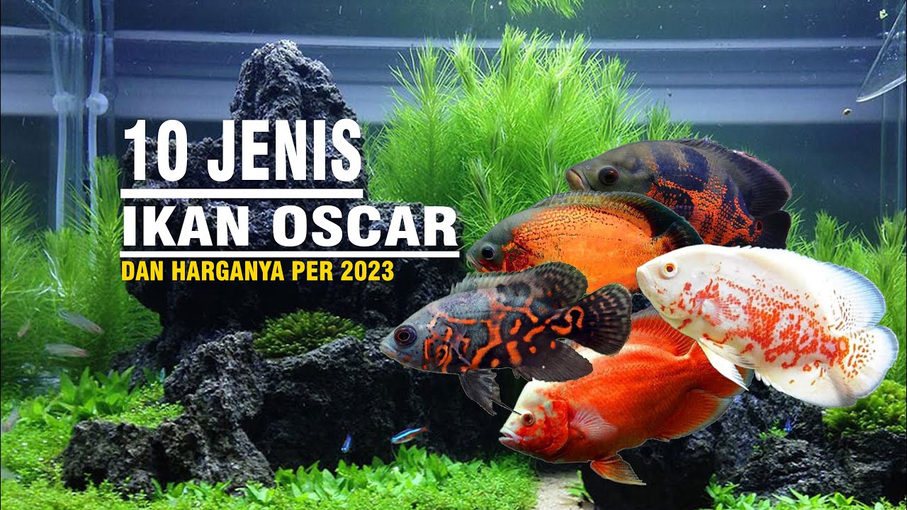 11 JENIS IKAN OSCAR BESERTA HARGANYA PER TAHUN 2023 |HABITAT |EDUCATION |KARAKTER #fish  #ikanhias