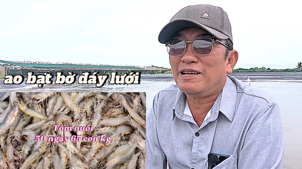 T&ocirc;m giống thả thẳng nu&ocirc;i một giai đoạn - T&ocirc;m ph&aacute;t triển qu&aacute; tốt