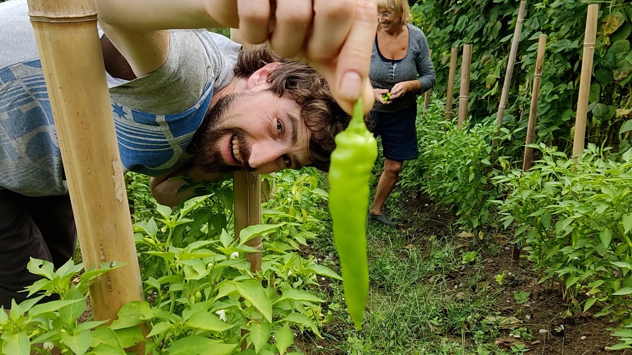 Recogida de  GUINDILLAS y embotadas en  VINAGRETA - Mundo Hobbit - {Vlog 27}