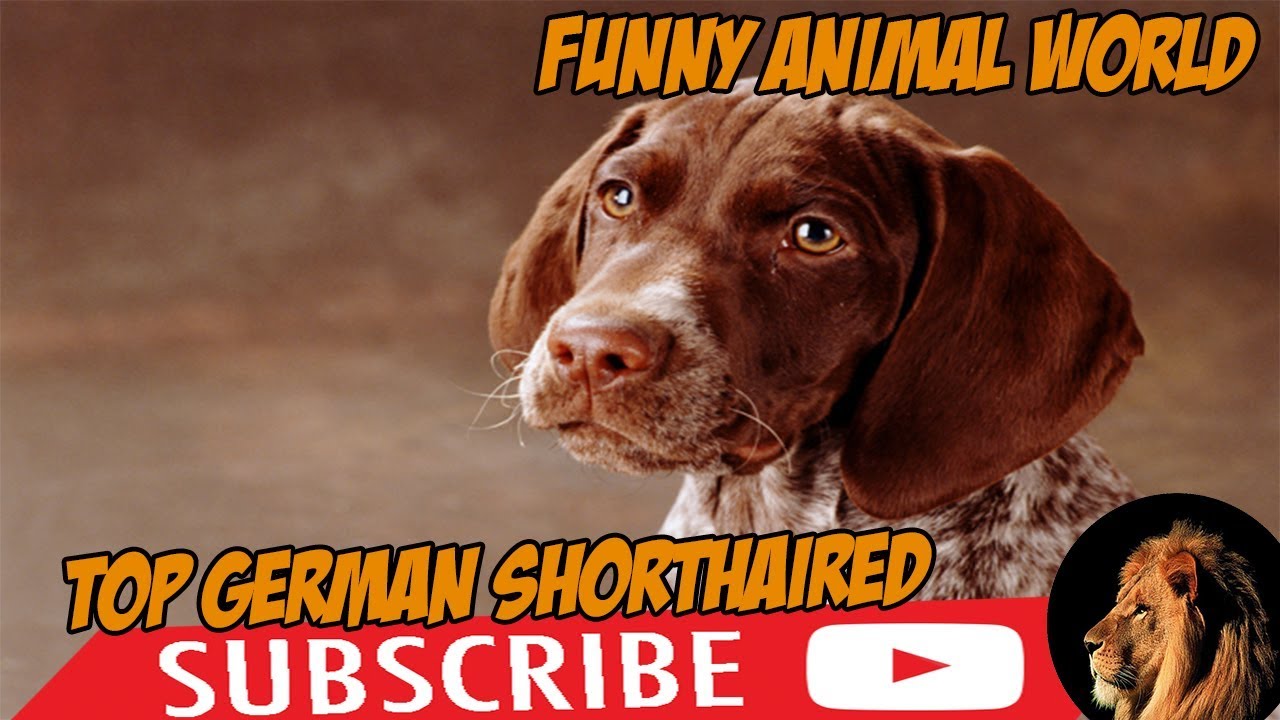 Top #1 Funniest German Shorthaired Pointer Videos #funnyanimalworld