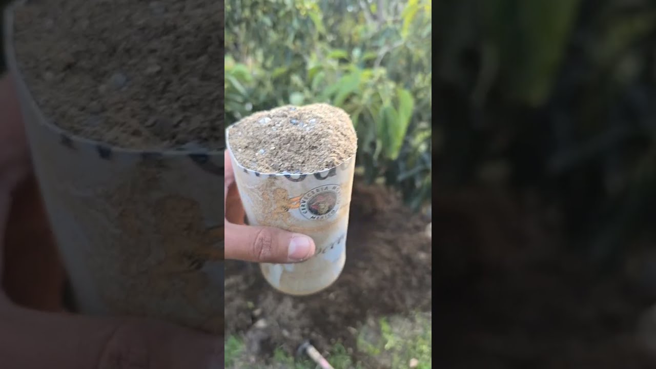 FEEDING A GEM AVOCADO TREE FOR BLOOM