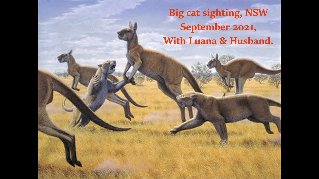 Big cat sighting NSW Sept 2021 NSW with Luana and her husband