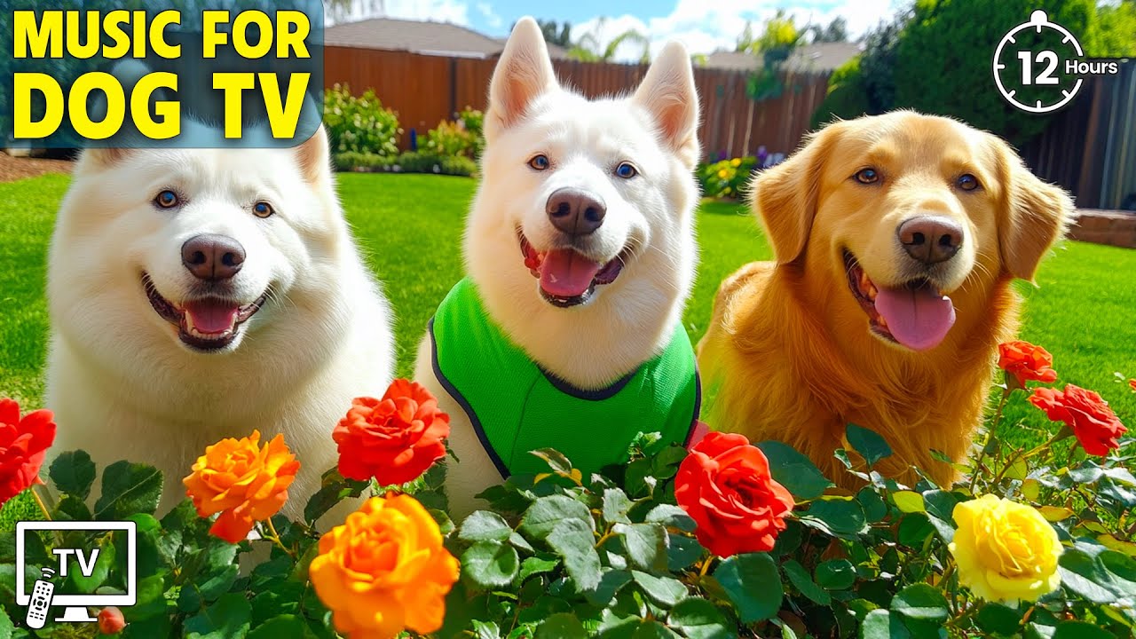 12 Hours of Dog TV for Dogs to Watch 🐶Anti Separation Anxiety Relief Music for Dogs 🐾Healing Dog