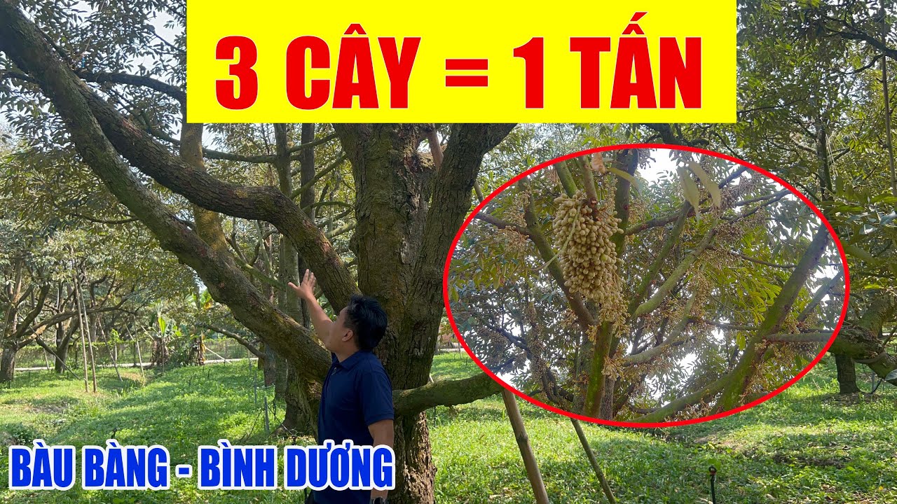 TẦM QUAN TRỌNG CỦA VIỆC PHỤC HỒI 3 CƠI ĐỌT  CÂY MANG BÔNG KHỎE RE