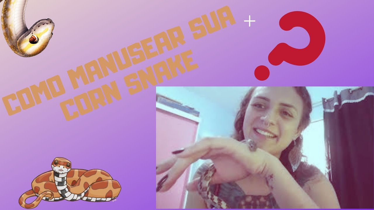 COMO MANUSEAR SUA CORN SNAKE