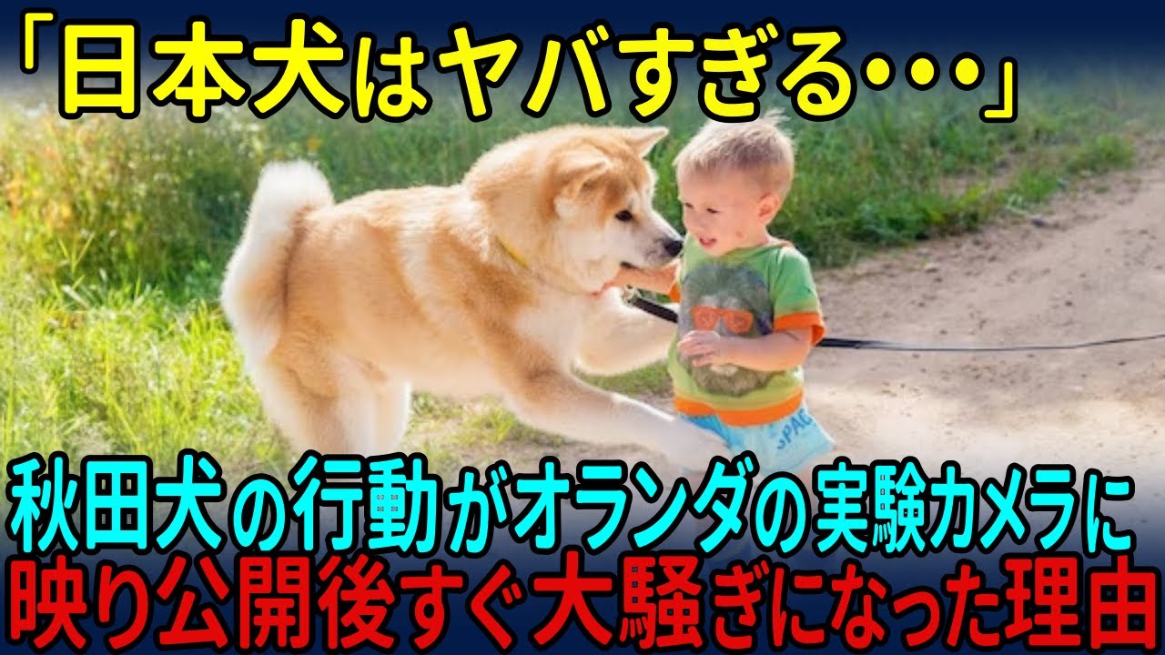 【海外の反応】「鳥肌が立つ…！」オランダの実験カメラが捉えた秋田犬の驚くべき行動を公開して、世界で大騒ぎになった理由