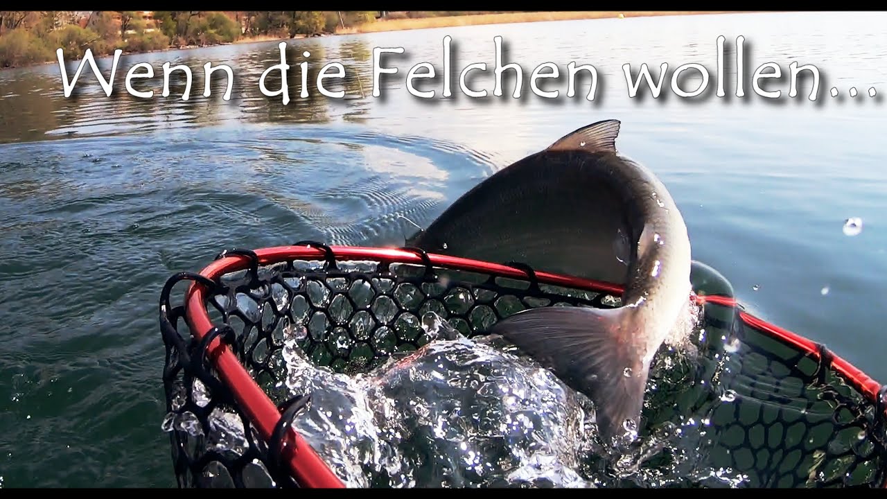 #iCatchFish - Wenn die Felchen wollen...