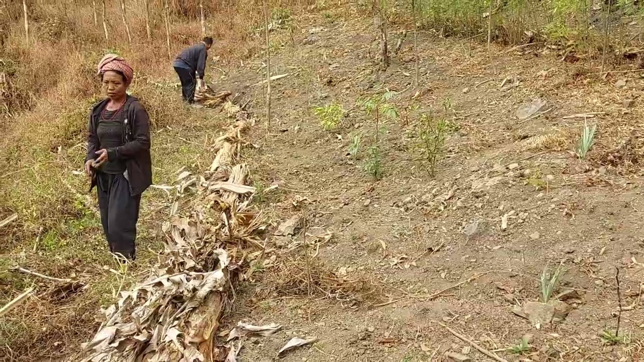 SALT - Soil and Water Conservation using Banana Stems