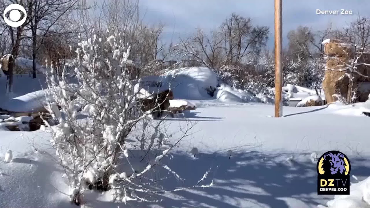WEB EXTRA: Lions Play in Snow
