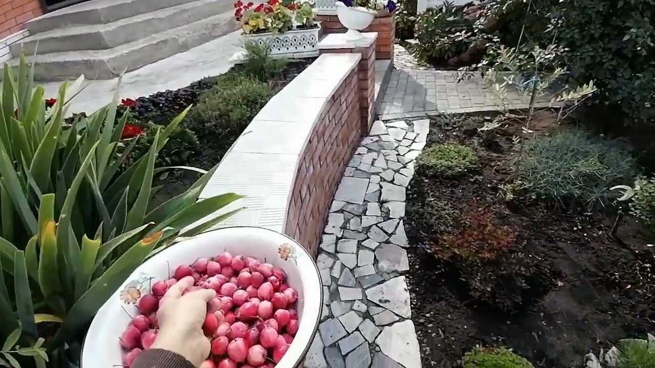 Яблоня Маковецкого, компот и авария.
