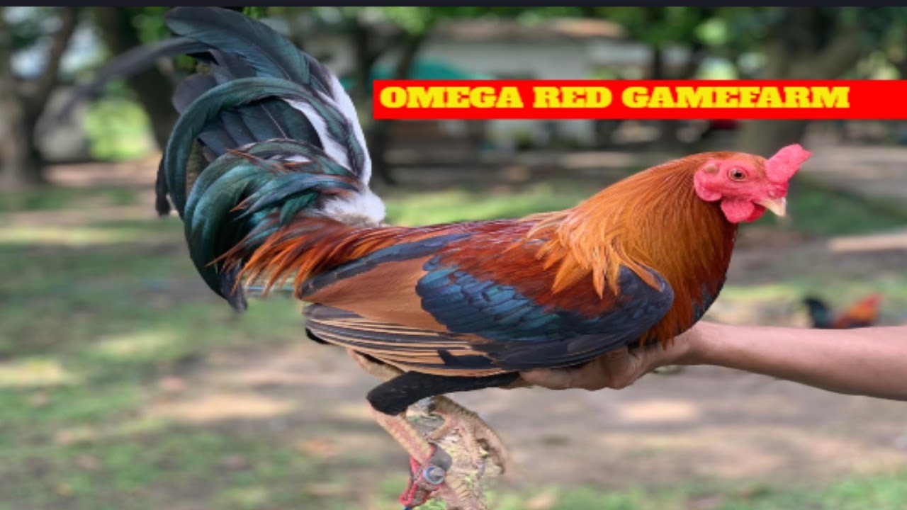 Omega Red Gamefarm (Mabalacat, Pampanga)