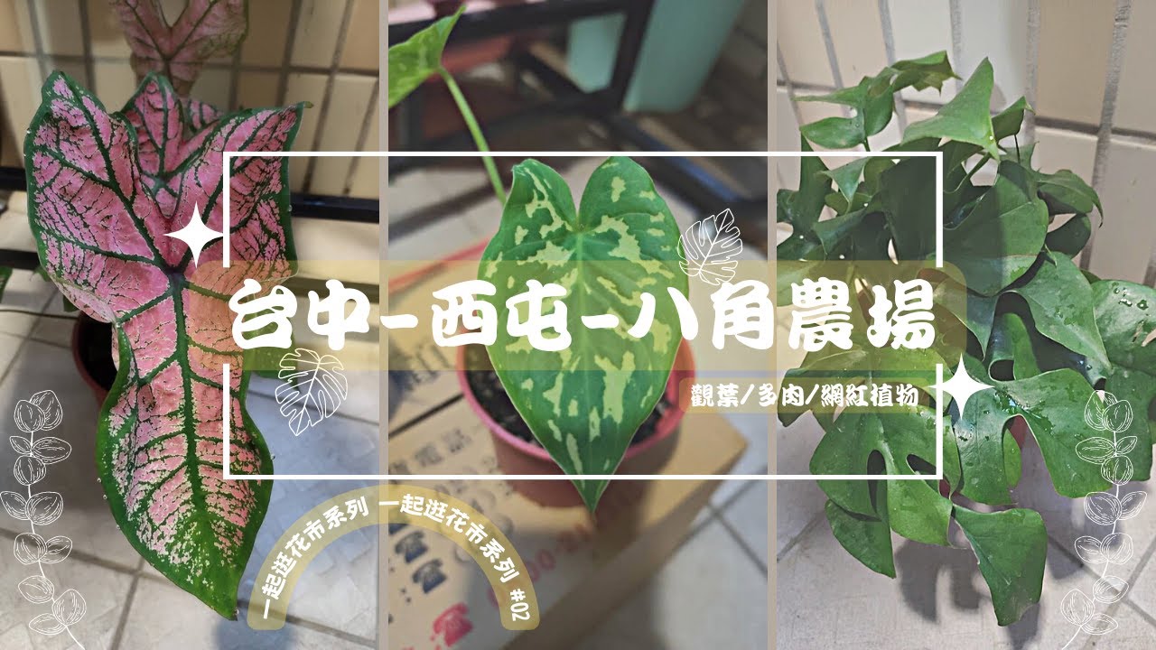 2023觀葉植物哪裡買？/中部花市-八角農場/彩葉芋一盆只要30元？/琴葉榕一盆只要100元？/CP值爆表的花市/一起打造雨林花園