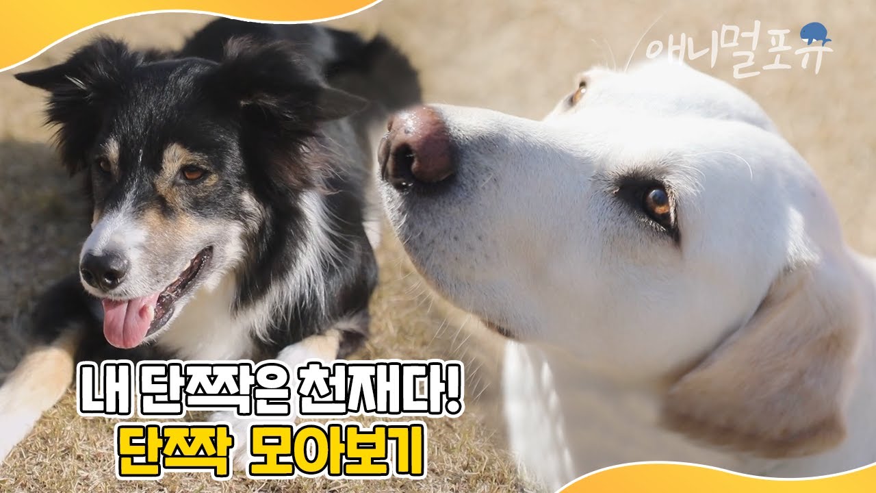집안일 해내는 ‘천재견 호야’부터 ‘안마해주는 고양이’까지! 내 단짝은 천재다! 💛 | 동물극장 단짝 모음 | KBS 단짝 220128-230225 방송