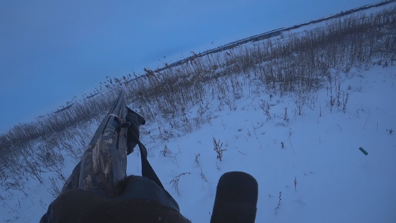 охота на куропатку зимой .дробь на зайца.ружье ata arms neo 12