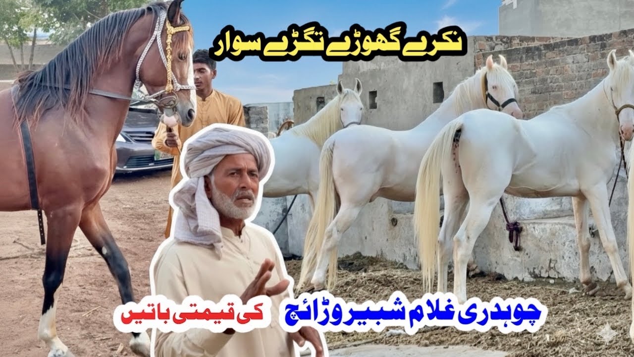 Chaudry Ghulam Shabbir Warraich || Pakistan’s Best Rider