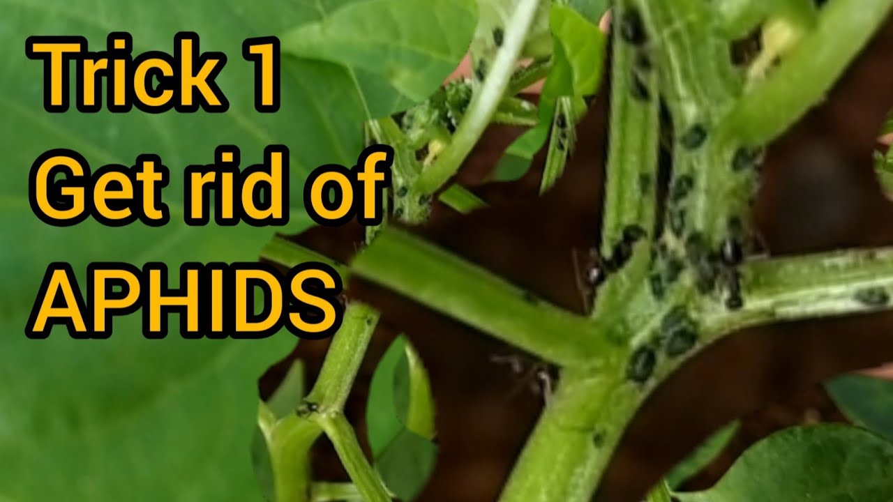 Treating #Aphids in chilli plants || Tip no.1