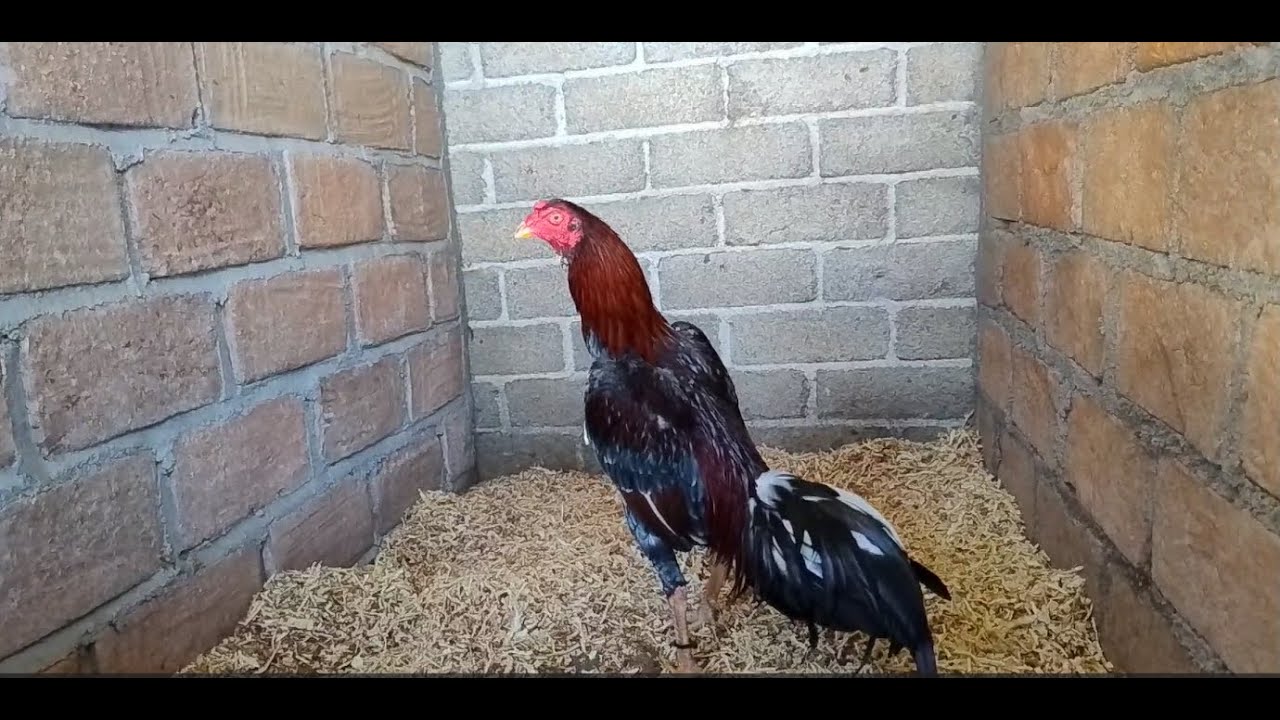 Los nuevos sementales de rancho los potrillos
