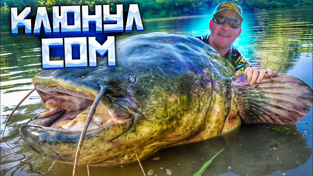 КЛЮНУЛ СОМ | РЫБАЛКА на РЕКЕ ПРИПЯТЬ