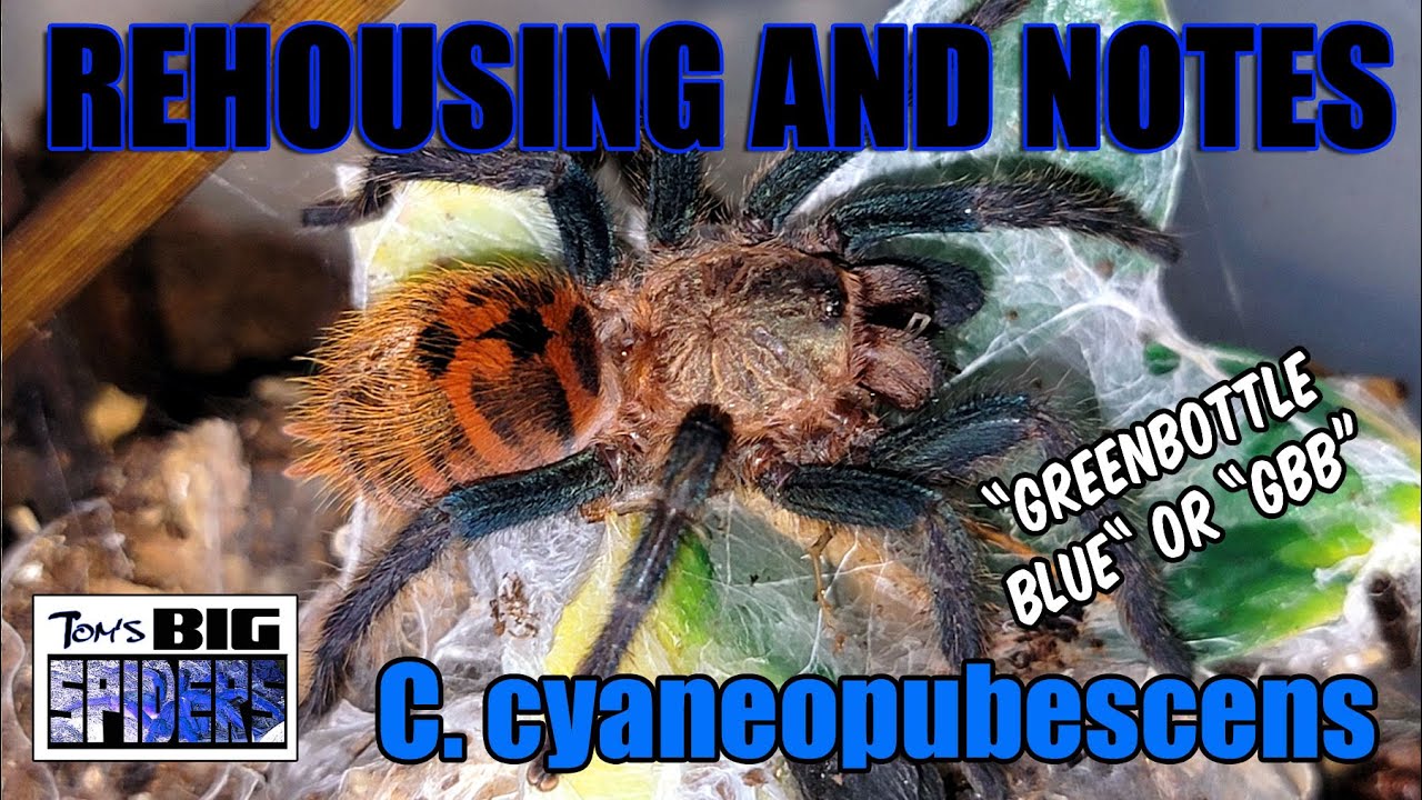 C. cyaneopubescens 
