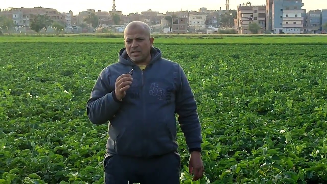 بطاطس اسبونتا عمر 80يوم