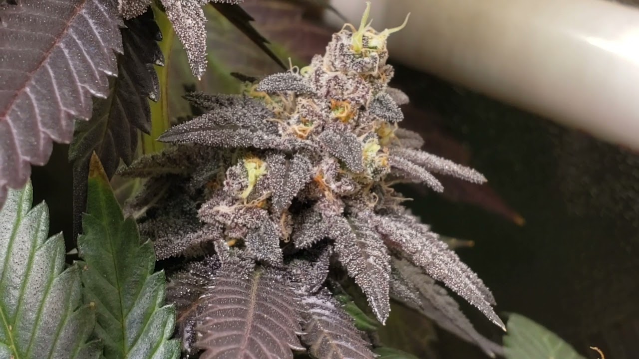 Flush Mode, Crush Mode ; Don Mega F1 and Gelly Biscuit bred by Solfire Gardens day 61 of flower
