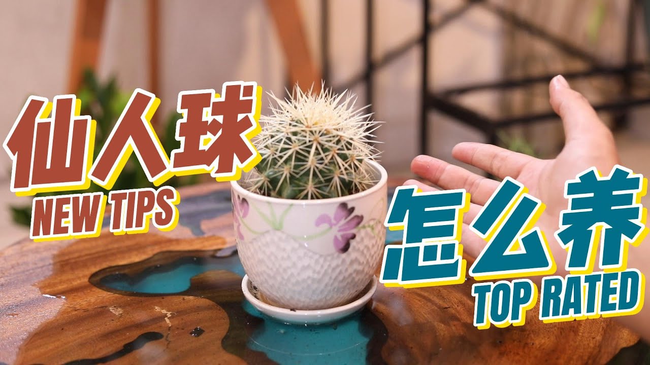仙人球怎么养？园艺师教你，仙人球养护的详细技巧