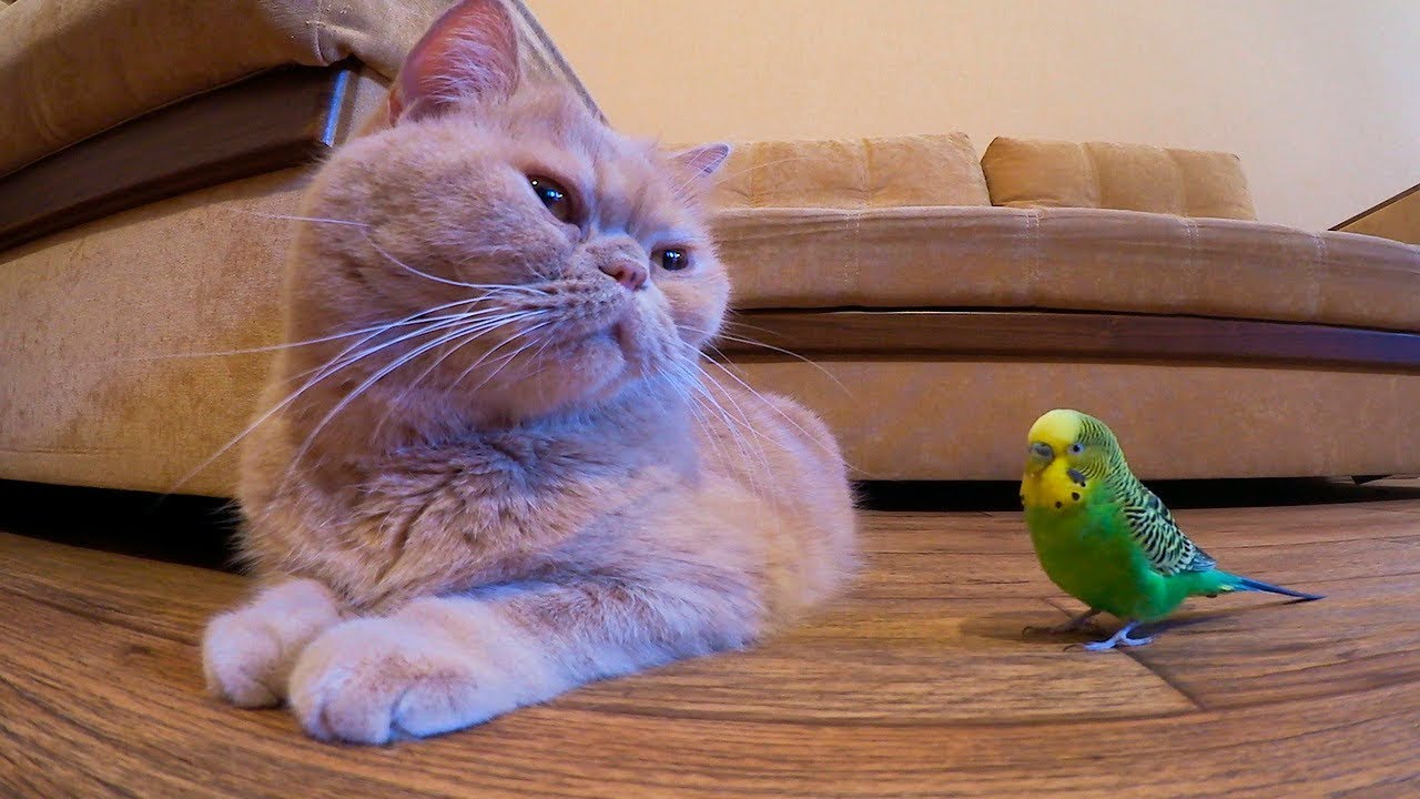 Cat and bird are inseparable best friends😍