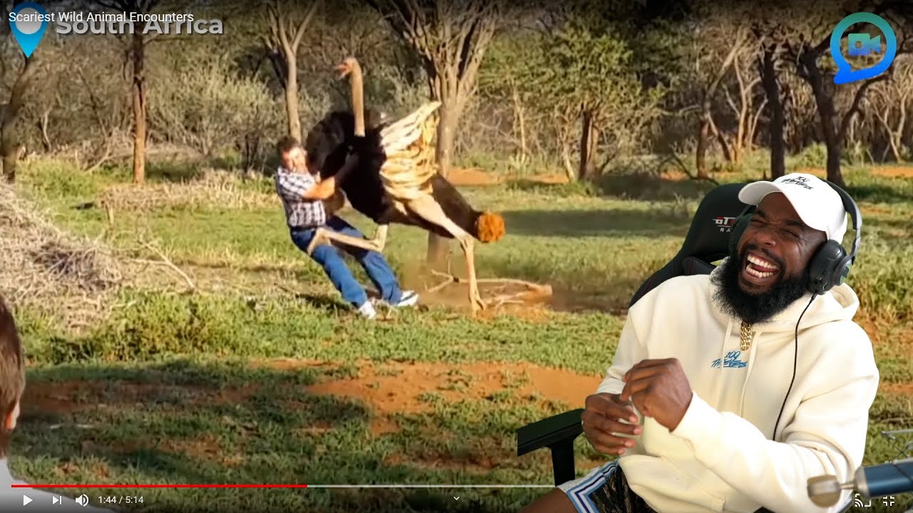 HE'S GETTING WHOOPED LOL!! Scariest Wild Animal Encounters!
